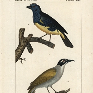 Turquoise tanager, Tangara mexicana, and palm