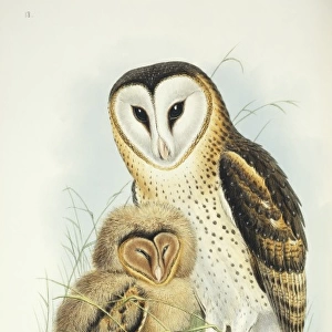 Tyto capensis, grass owl