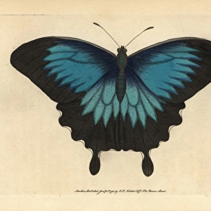 Ulysses butterfly, Papilio ulysses