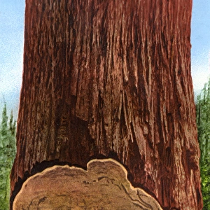 The Undercut of a Californian redwood