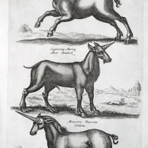 Three Unicorns Print, 1660 Three Unicorns Print, 1660