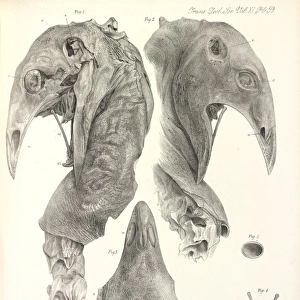 Dinornithiformes Mouse Mat Collection: Lesser Moa