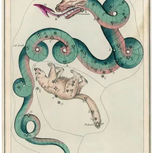 Ursa Minor and Draco Constellation Print Ursa Minor and Draco Constellation Print