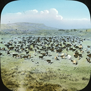 USA - Cattle Ranche, Montana