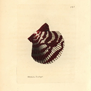 Variegated scallop, Chlamys varia