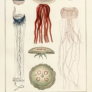 Varieties of jellyfish