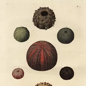 Varieties of sea urchins