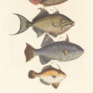 Fishes Collection: Q