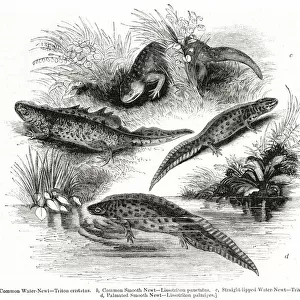 Varieties of Water Newt or Eft