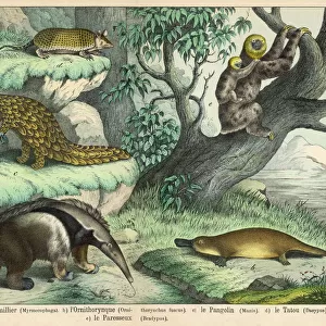 Mammals Metal Print Collection: Chlamyphoridae