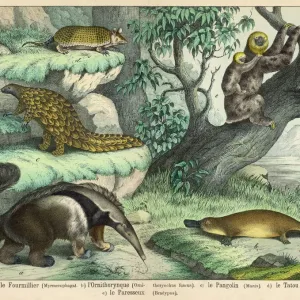 Quadruped Print: Giant Anteater, Brown Platypus and More Quadruped Print: Giant Anteater, Brown Platypus and More