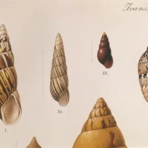Various Shells Print, 1909-10 Various Shells Print, 1909-10