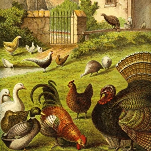 Victorian Farmyard (The poultry)