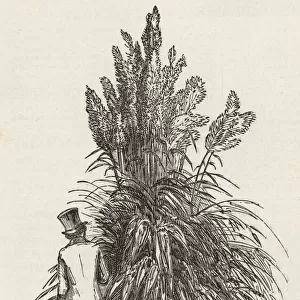 Victorian man behind pampas grass, Cortaderia selloana