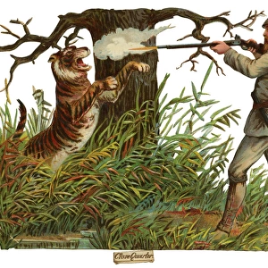 Victorian Scrap, hunter shooting tiger
