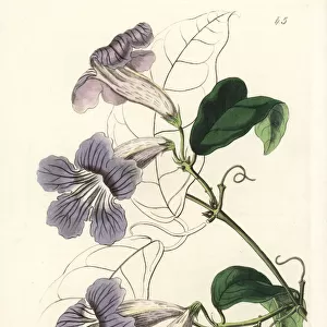 Violet trumpet vine, Bignonia callistegioides