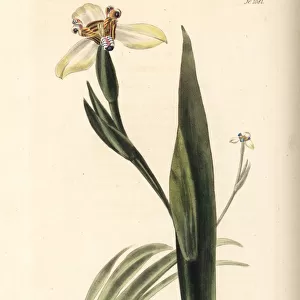 Walking iris, Neomarica humilis