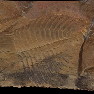 Wanneria walcottana, trilobite
