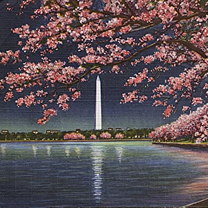 Washington DC, USA - Washington Monument cherry blossom