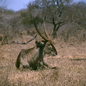 Water Buck in Kruger National Park, South Africa