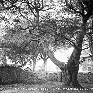 Watty Grahams Beech, 1798, Maghera, Co. Derry