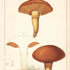 Webcap mushroom, Cortinarius turmalis