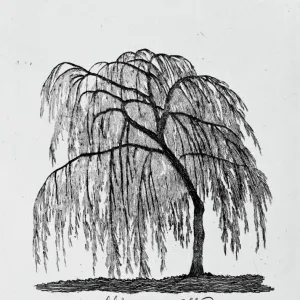 Weeping Willow Print from 1786 Tree Series Weeping Willow Print from 1786 Tree Series