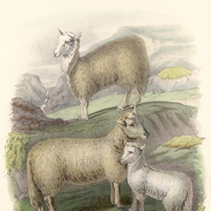 Welsh Mountain Sheep