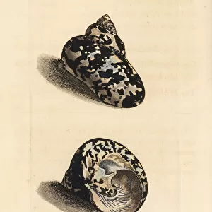 West Indian magpie shell, Cittarium pica