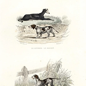 Whippet, basset hound, and hunting dog