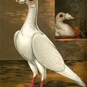 White Carrier Cock Pigeon