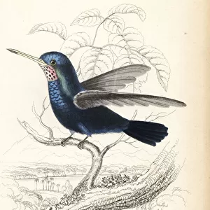Hummingbirds Collection: Blue Chinned Sapphire