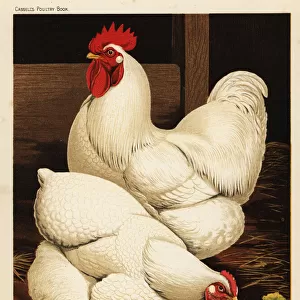 White cochin cock and hen