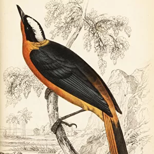 White-crowned robin-chat, Cossypha albicapilla