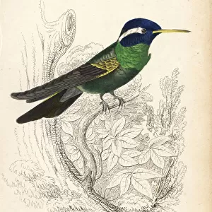 Hummingbirds Collection: White Eared Hummingbird