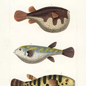 White-spotted puffer, evileye blsop and oceanic puffer
