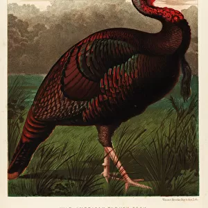 Wild American turkey cock, Meleagris gallopavo