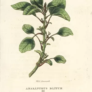 Wild or purple amaranth, Amaranthus blitum