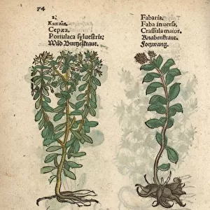 Wild purslane, Portulaca oleracea, and orpin