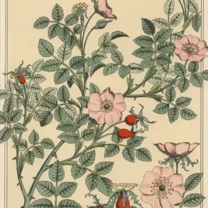 Étude botanique de la rose sauvage. Étude botanique de la rose sauvage.