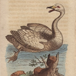 Wild swan, hooper or whooper swan, Cygnus cygnus