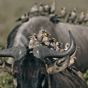 Wildebeest - with different species of social birds