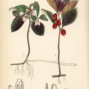 Wintergreen or mountain tea, Gaultheria procumbens