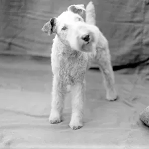 Wire-Haired Fox Terrier