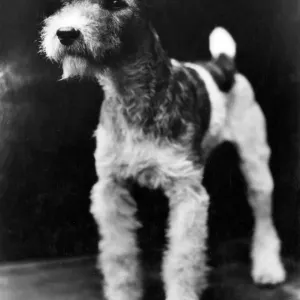 Wire Haired Fox Terrier Print, 1930s Wire Haired Fox Terrier Print, 1930s
