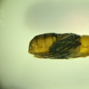 Wohlfahrtia sp. new world screwworm pupa
