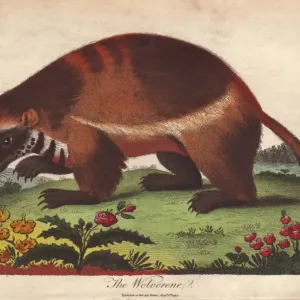 Handcolored Copperplate Engraving Print of Wolverine, 1794 Handcolored Copperplate Engraving Print of Wolverine, 1794