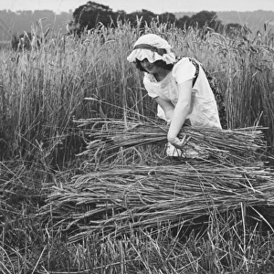 Woman harvesting in a field of corn