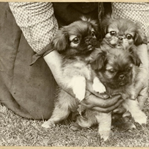 Woman with three Pekingese puppies in a garden