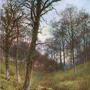Woods Near Ockley 1906